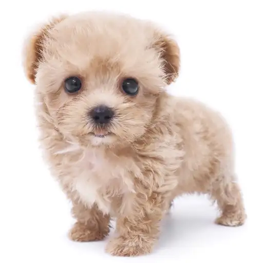 MIX(マルチーズ×トイプードル)