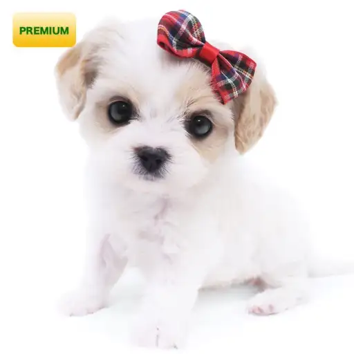 MIX(キャバリアキングチャールズスパニエル×ビションフリーゼ)