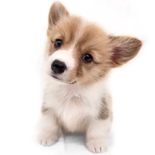 ウェルシュコーギーペンブローク