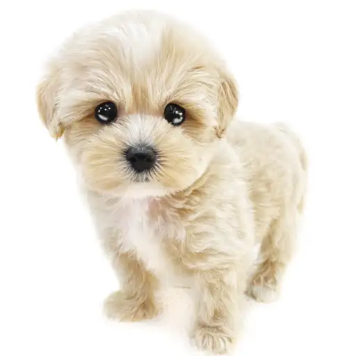 MIX(マルチーズ×トイプードル)