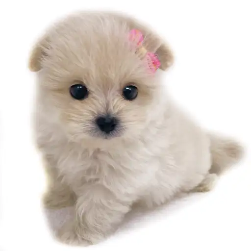 MIX（ポメラニアン×マルチーズ）