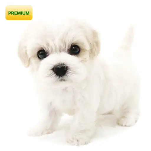 MIX【ビション×(キャバリア×ビション)】