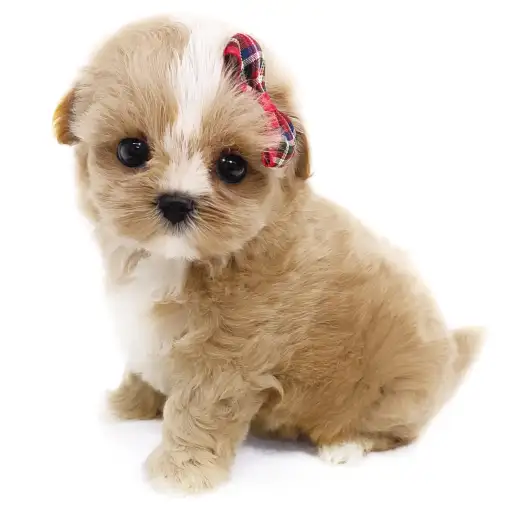 MIX(マルチーズ×トイプードル)