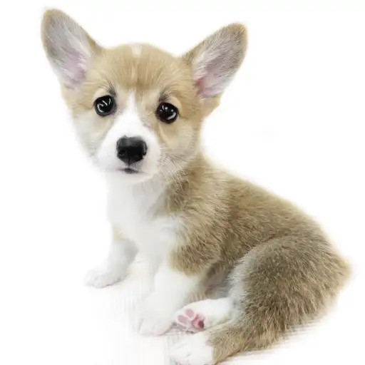 ウェルシュコーギーペンブローク