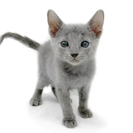 ロシアンブルー