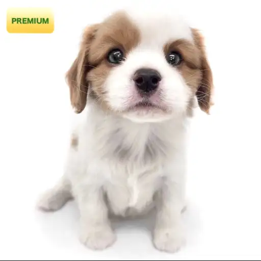 キャバリア・キングチャールズ・スパニエル
