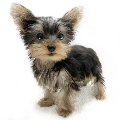 ヨークシャーテリア