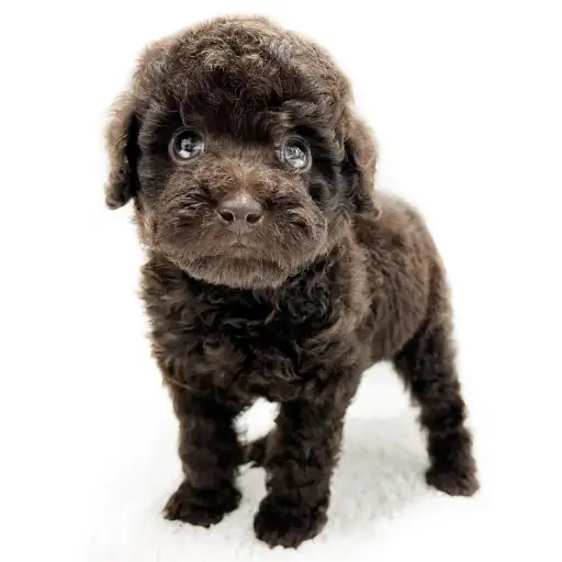 トイ・プードル