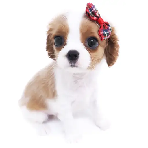 キャバリア・キングチャールズ・スパニエル