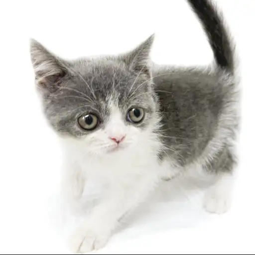 ブリティッシュショートヘア