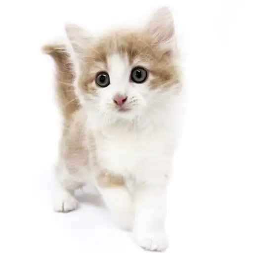 ノルウェージャンフォレストキャット