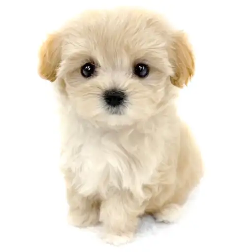 MIX(マルチーズ×トイプードル)