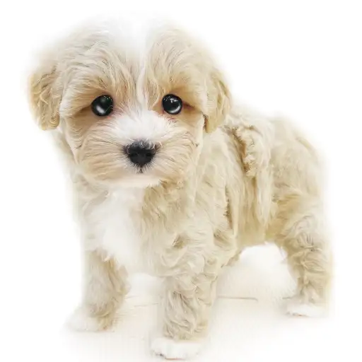 MIX(マルチーズ×トイプードル)