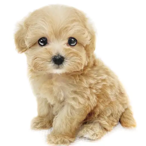 MIX(マルチーズ×トイプードル)