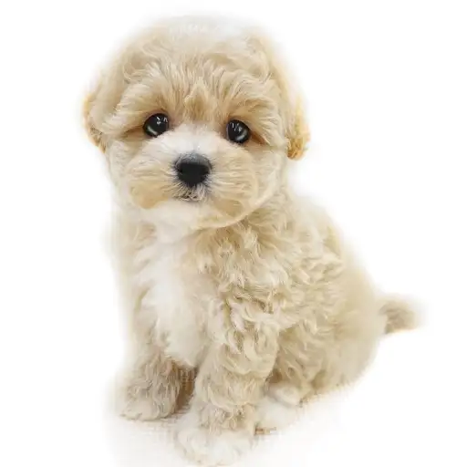 MIX(マルチーズ×トイプードル)