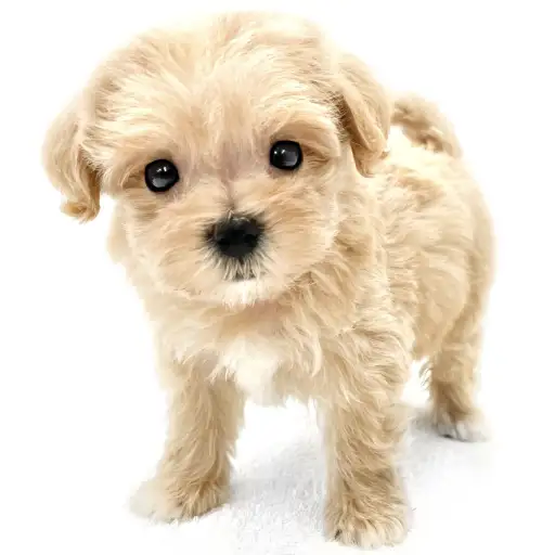 MIX(マルチーズ×トイプードル)