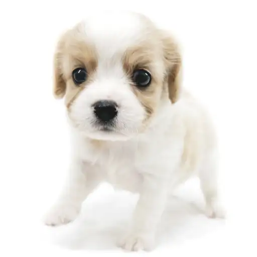 MIX【キャバリア×（ビション×キャバリア）】