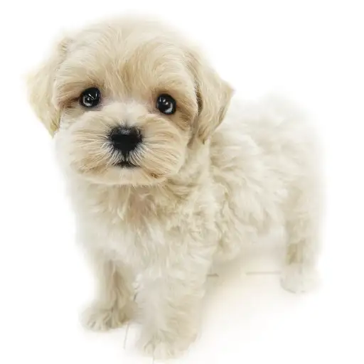 MIX(マルチーズ×トイプードル)