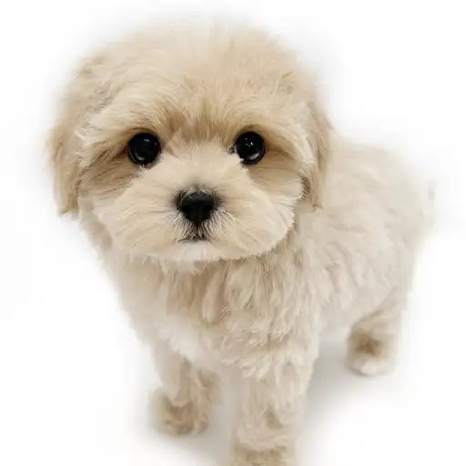 MIX(マルチーズ×トイプードル)