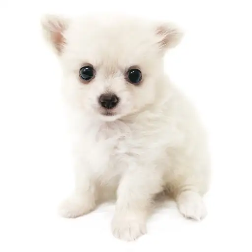 MIX(ポメラニアン×チワワ)