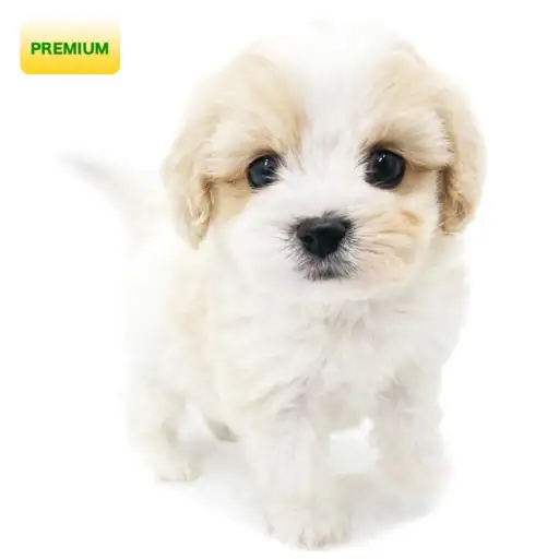 MIX(キャバリアキングチャールズスパニエル×ビションフリーゼ)