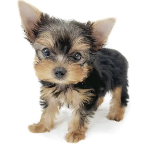 ヨークシャーテリア