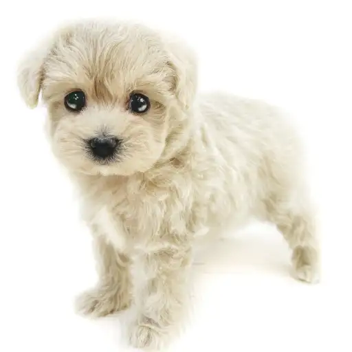 MIX(マルチーズ×トイプードル)