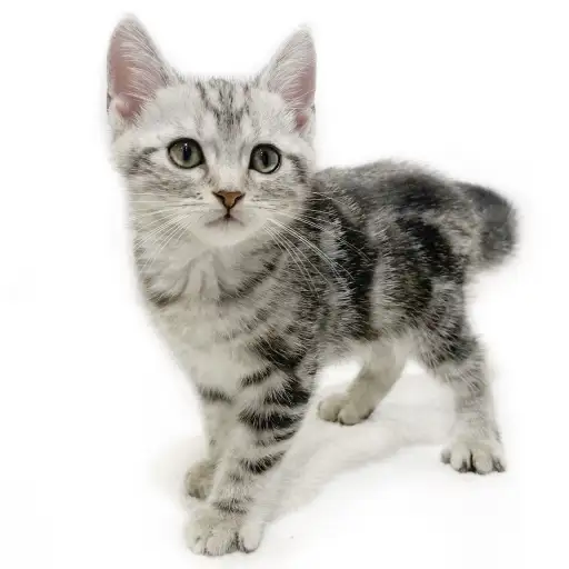 アメリカンショートヘア