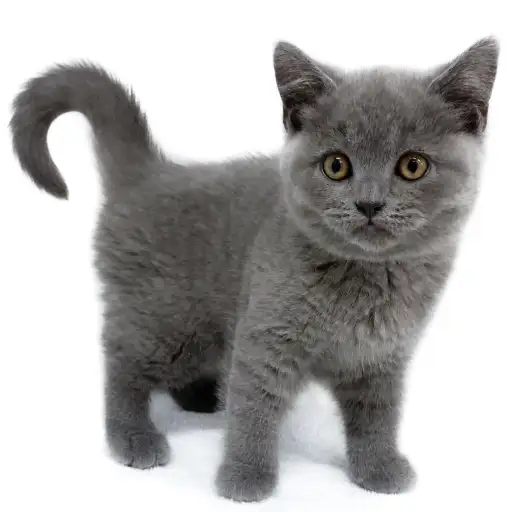 ブリティッシュショートヘア