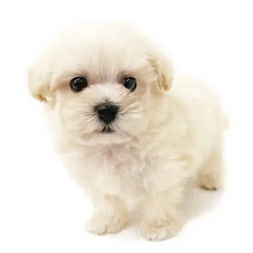 MIX(マルチーズ×トイプードル)