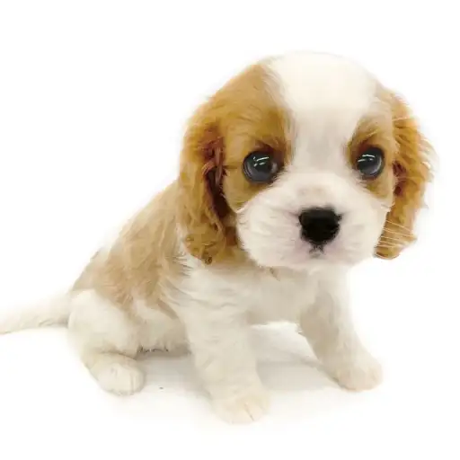 キャバリア・キングチャールズ・スパニエル