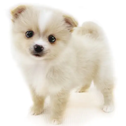 MIX(ポメラニアン×チワワ)