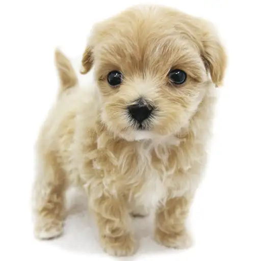 MIX(マルチーズ×トイプードル)