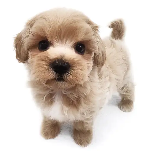 MIX(マルチーズ×トイプードル)