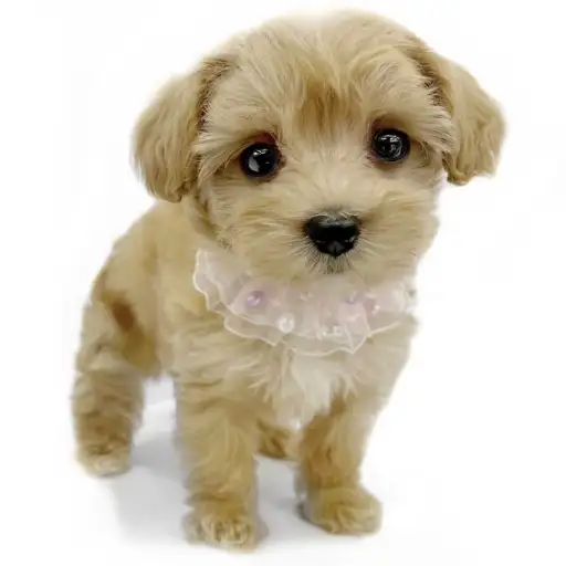 MIX(マルチーズ×トイプードル)