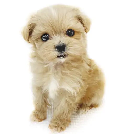 MIX(マルチーズ×トイプードル)