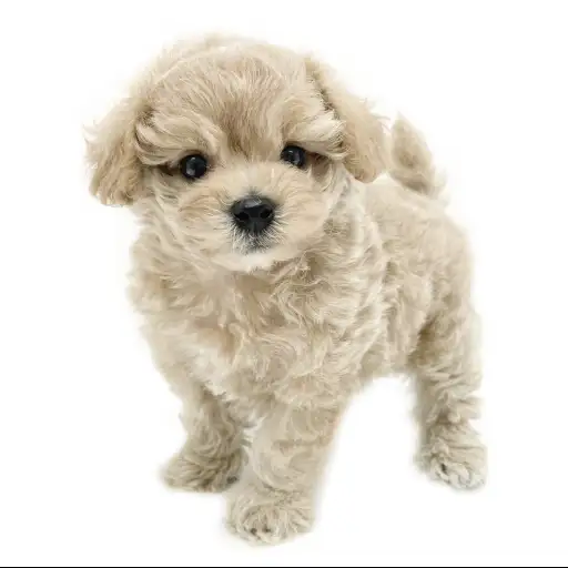 MIX(トイプードル×マルチーズ)