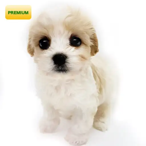 MIX(キャバリアキングチャールズスパニエル×ビションフリーゼ)