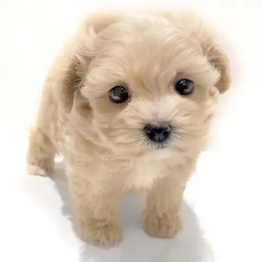 MIX(マルチーズ×トイプードル)