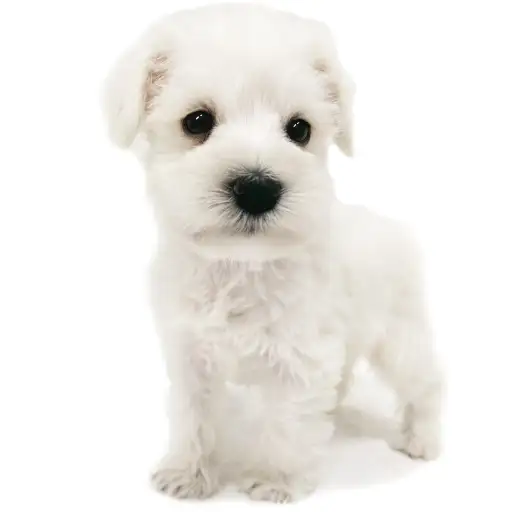 ミニチュア・シュナウザー