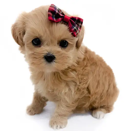 MIX(マルチーズ×トイプードル)