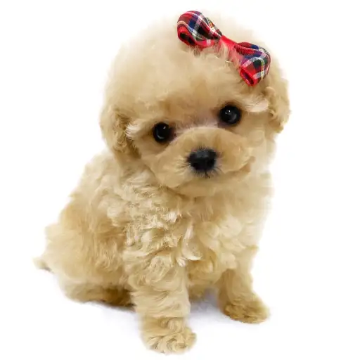 トイ・プードル