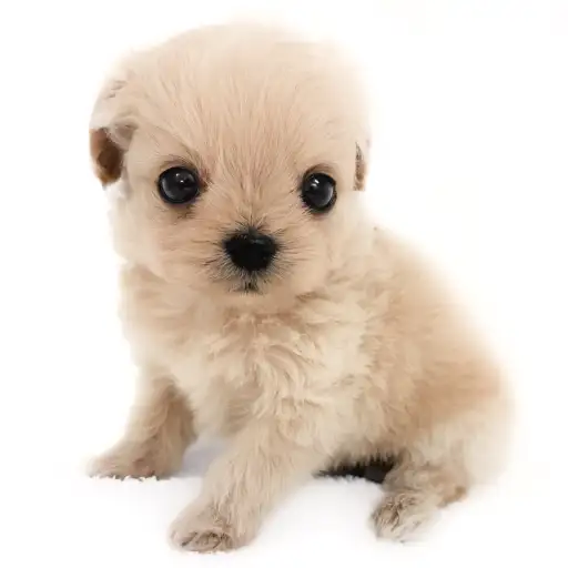 MIX（チワワ×トイプードル）