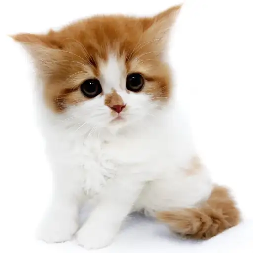 フォールデックス