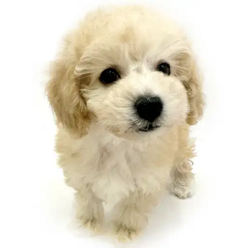 MIX(トイプードル×ビションフリーゼ)