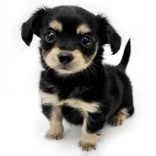 MIX（チワワ×ミニチュアダックスフント）