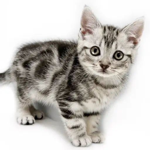 アメリカンショートヘア