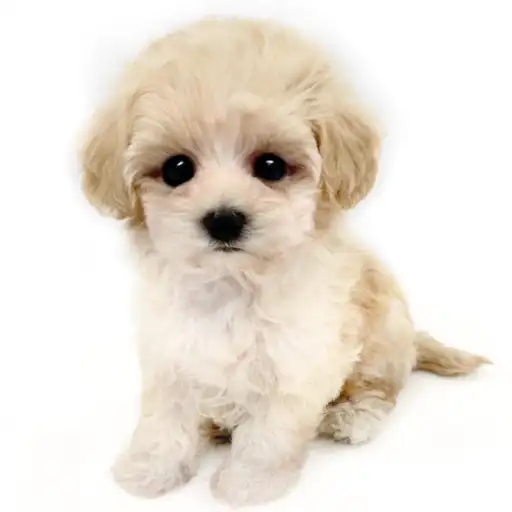 MIX(マルチーズ×トイプードル)