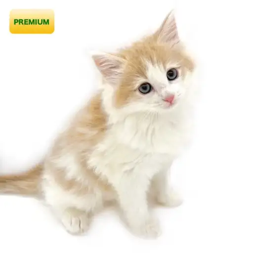 ノルウェージャンフォレストキャット