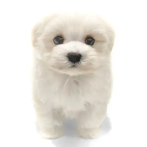 MIX（マルチーズ×トイプードル）